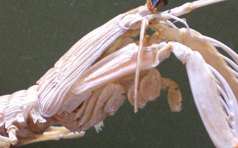 carinosquilla thailandensis T.F.C. merus of MXP2.JPG